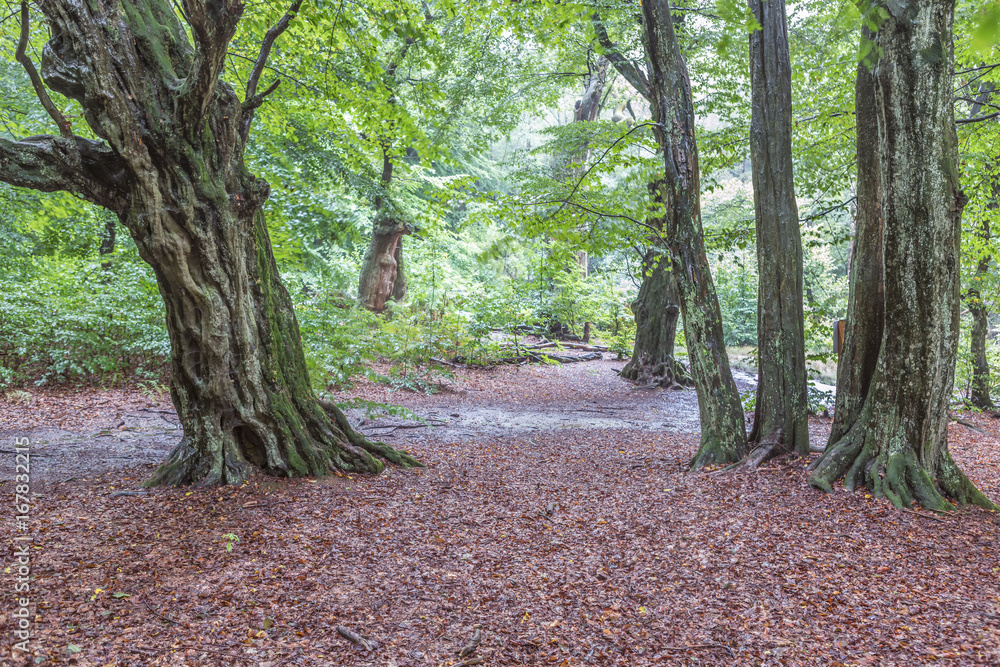 Spazieren im Urwald Sababurg Spazieren im Urwald Sababurg