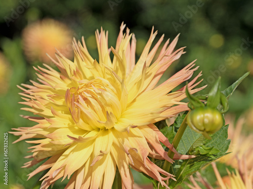 Fototapeta Naklejka Na Ścianę i Meble -  Dahlien, Dahlias