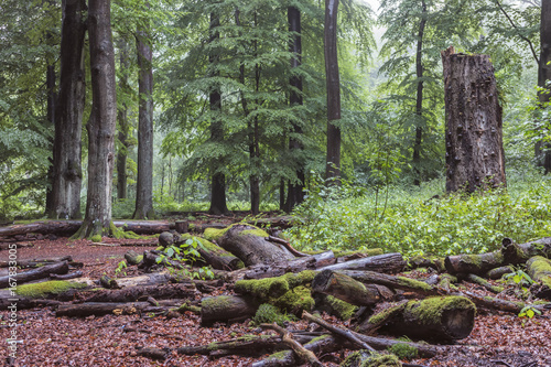 Totholz im Urwald Sababurg photo