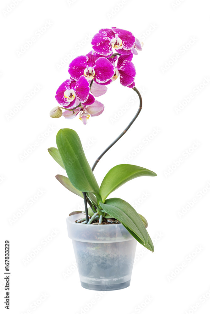 Purple phalaenopsis orchid flower