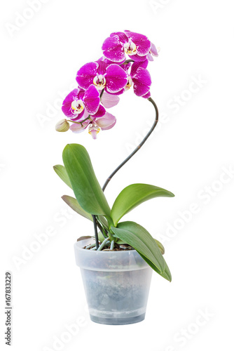 Fototapeta Naklejka Na Ścianę i Meble -  Purple phalaenopsis orchid flower