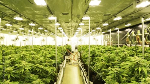 Tracking shot, marijuana plant facility