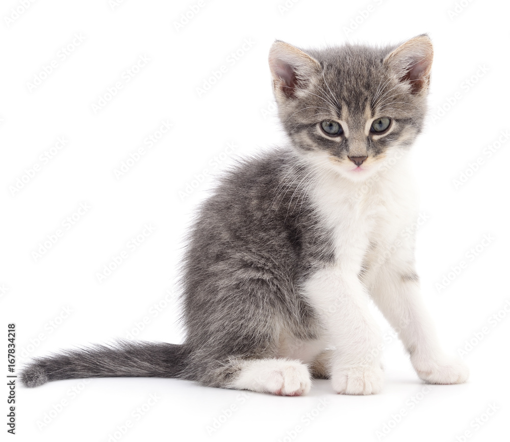 Kitten on white background. Kitten on white background.