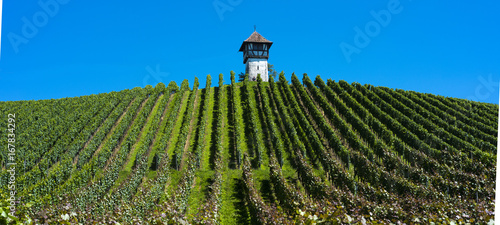 Tower at Lerchenberg in the vineyards near Meersburg - Meersburg, Lake Constance, Baden-Wuerttemberg, Germany, Europe