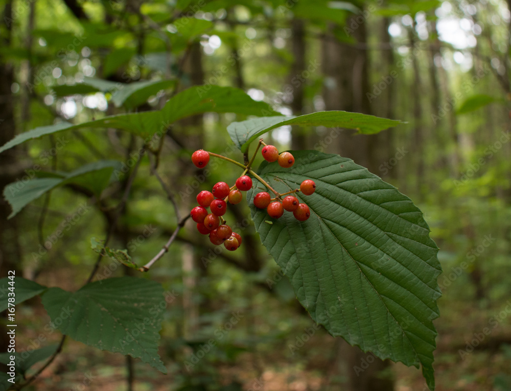 Poisonous Berries Poisonous Berries