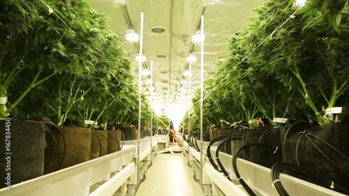 Tracking shot, rows of potted marijuana plants