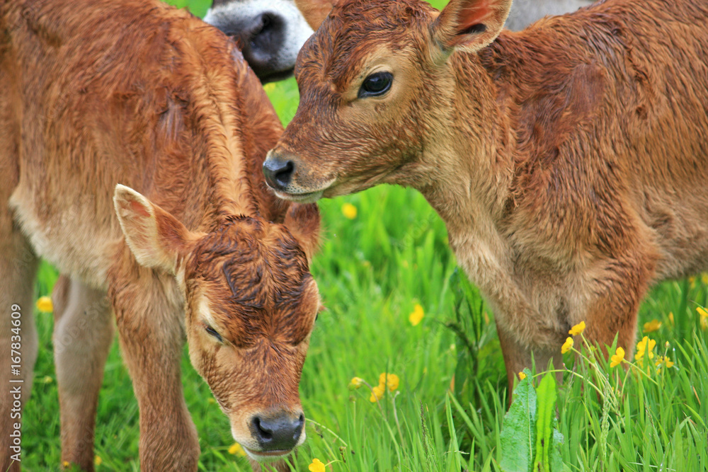 calves in a field calves in a field