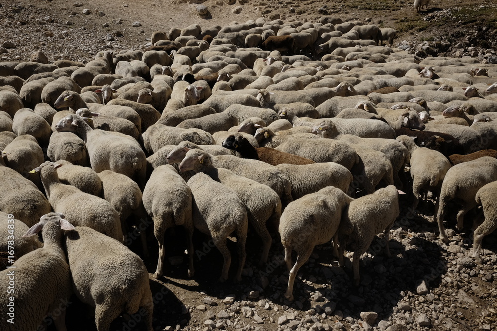 Flock of sheep at the watering place Flock of sheep at the watering place