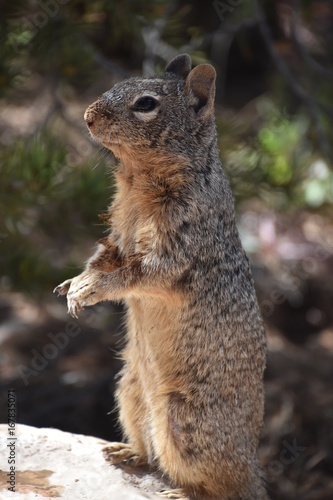 Squirrel in wildlife © Engeniia