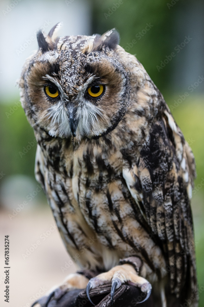 Greifvögel Greifvögel