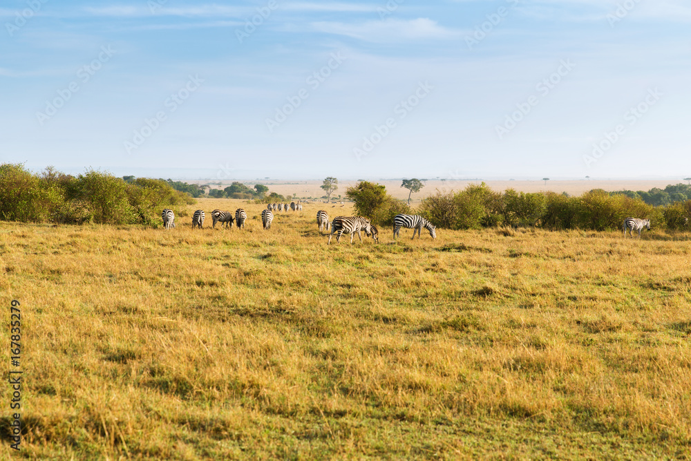herd of zebras grazing in savannah at africa