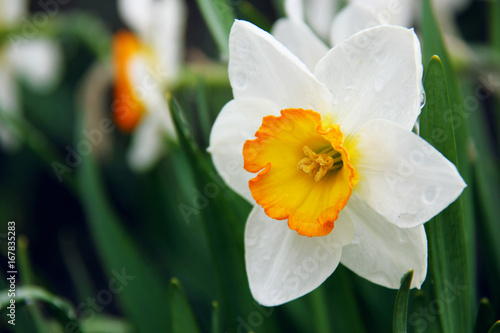 Fototapeta White Narcissus