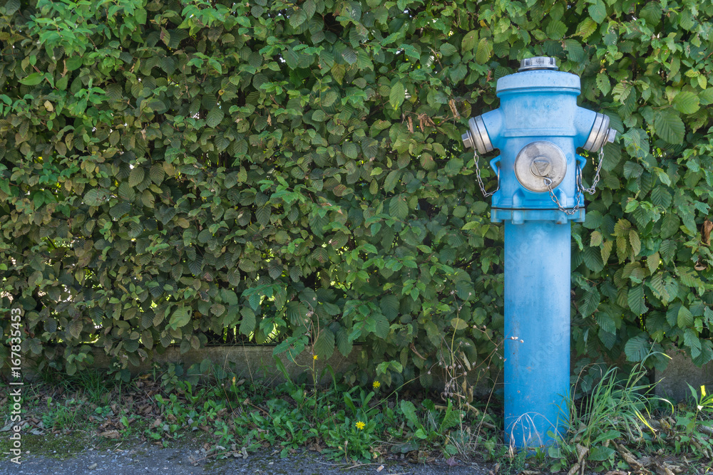 Blauer Hydrant am Straßenrand mit Hecke im Hintergrund Blauer Hydrant am Straßenrand mit Hecke im Hintergrund