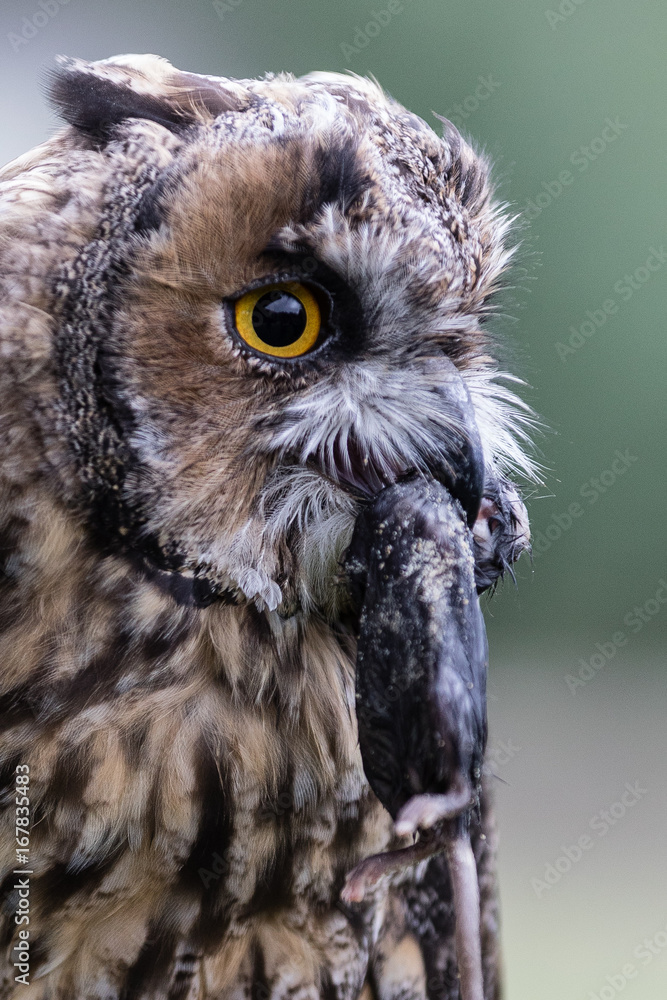 Obraz premium Schweiz