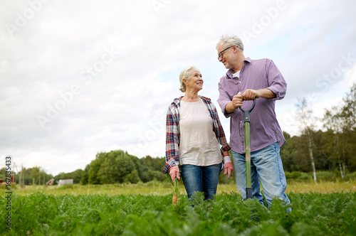 senior couple with shovel picking carrots on farm