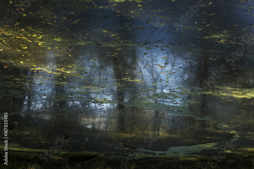 reflections in a pond