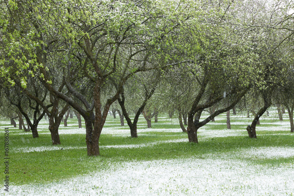 Spring garden in the snow