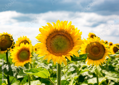 sumflowers rural farm field