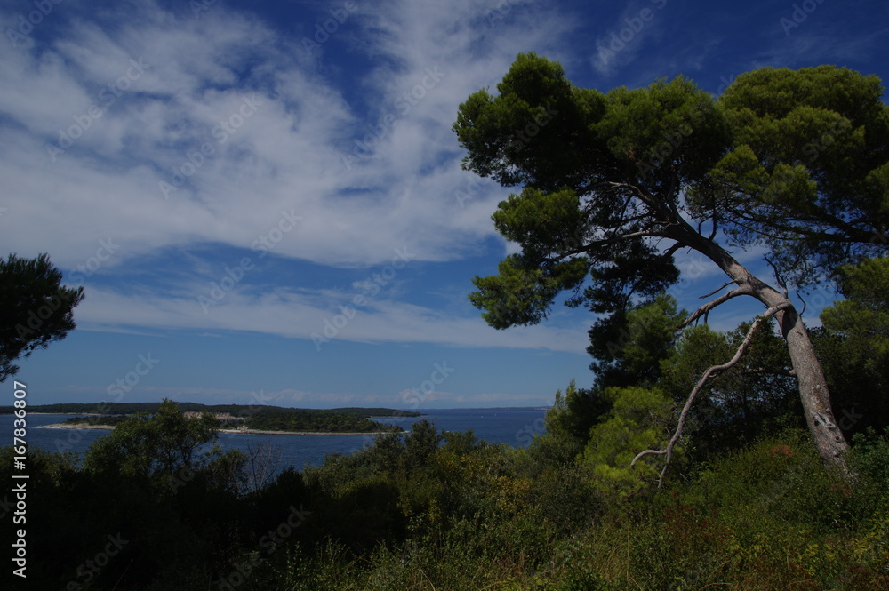 Adriaküste mit Pinien in Kroatien Adriaküste mit Pinien in Kroatien