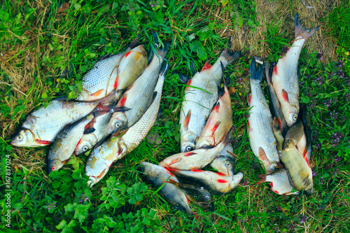 Caught fishes perches common nases breames and crucian on the grass. photo