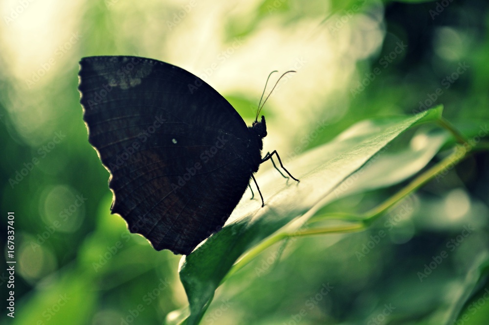 Obraz premium Schmetterling