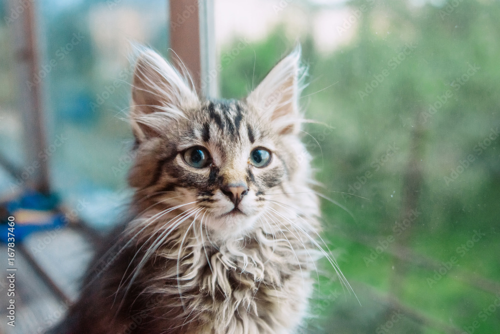 Obraz premium home pet cat looking at the window