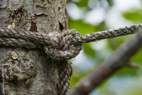 rope knot at tree © Roland
