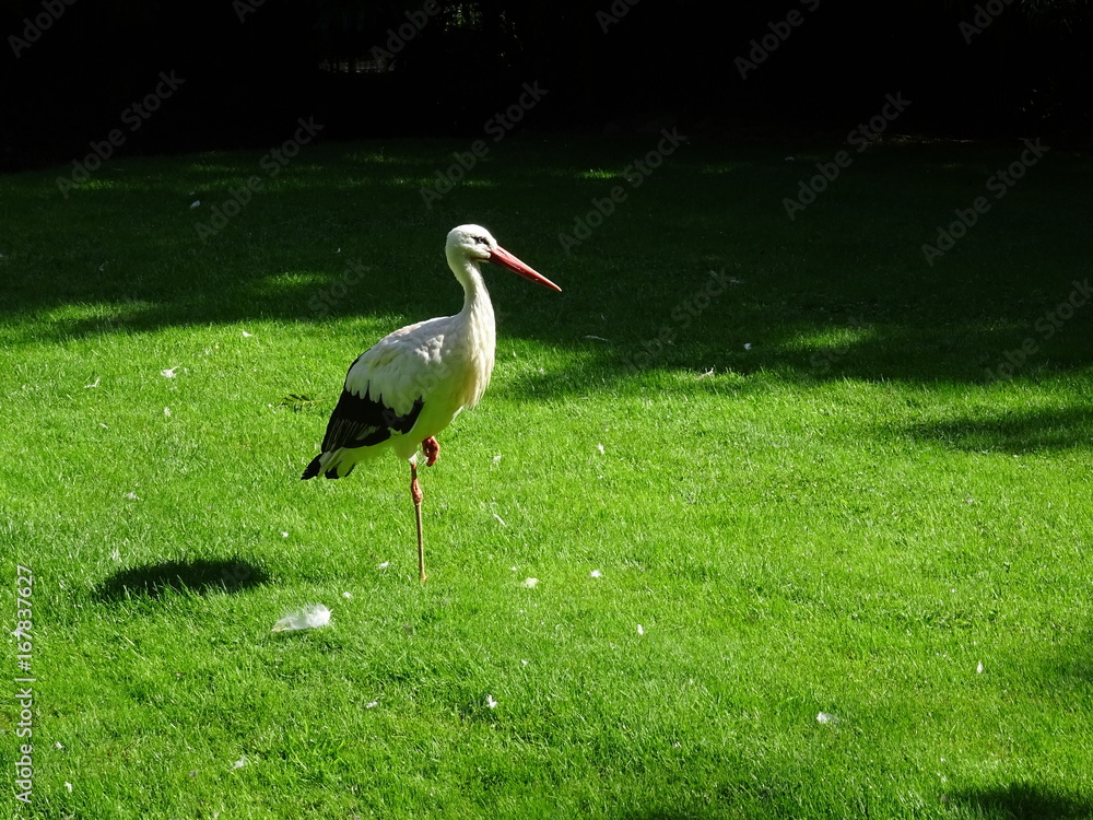 Fototapeta premium Cigogne