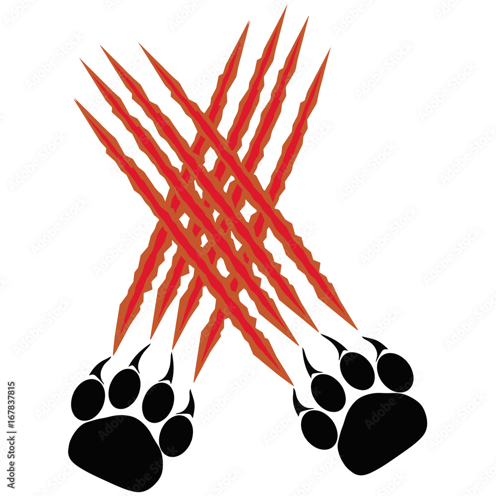 Fototapeta premium Paws of a big cat. Panther or tiger traces. Vector 