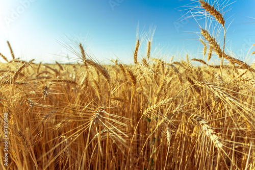 golden wheat field and sunny day