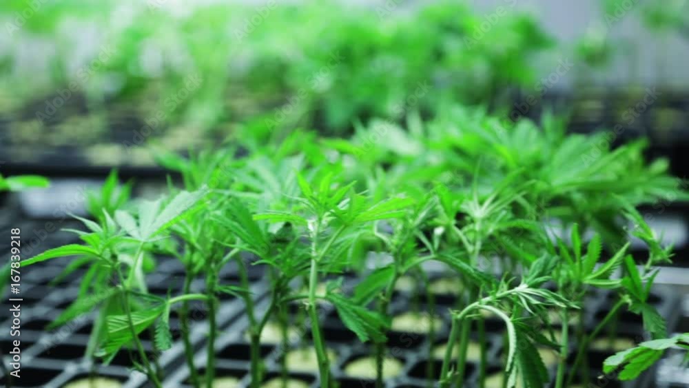 Close up, tiny marijuana plants in greenhouse Close up, tiny marijuana plants in greenhouse