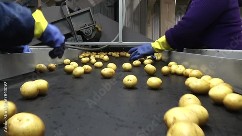 Workers inspect potatoes on conveyor belt, close up