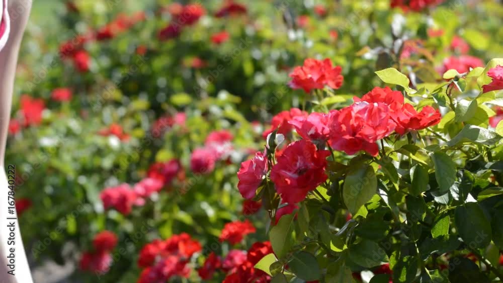 Young woman with sunglasses smelling red flowers in a garden on a sunny day Young woman with sunglasses smelling red flowers in a garden on a sunny day