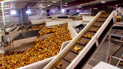 Pan right, interior of potato factory