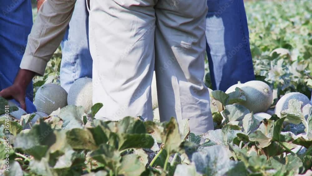 Farmers pick cantaloupes off plant Farmers pick cantaloupes off plant