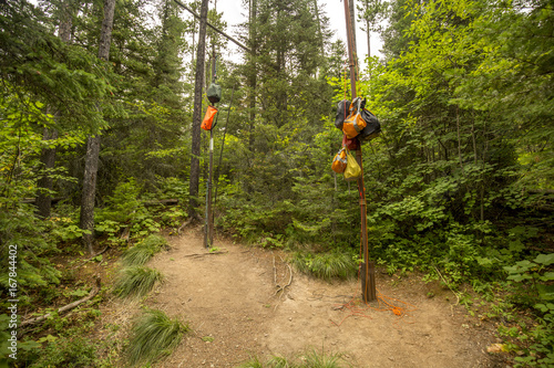 bear bags in forest clearing