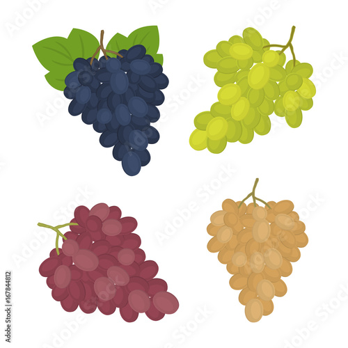 Grapes isolated on a white background. There are bunches of blue, green, pink and white grapes in the picture. Vector illustration.