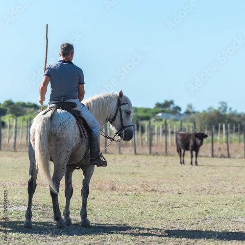 Herdsman, rider in Camargue, sorting of bulls, bulls in the field
 photo