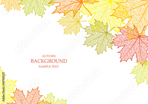 Autumn background and leaves of a maple