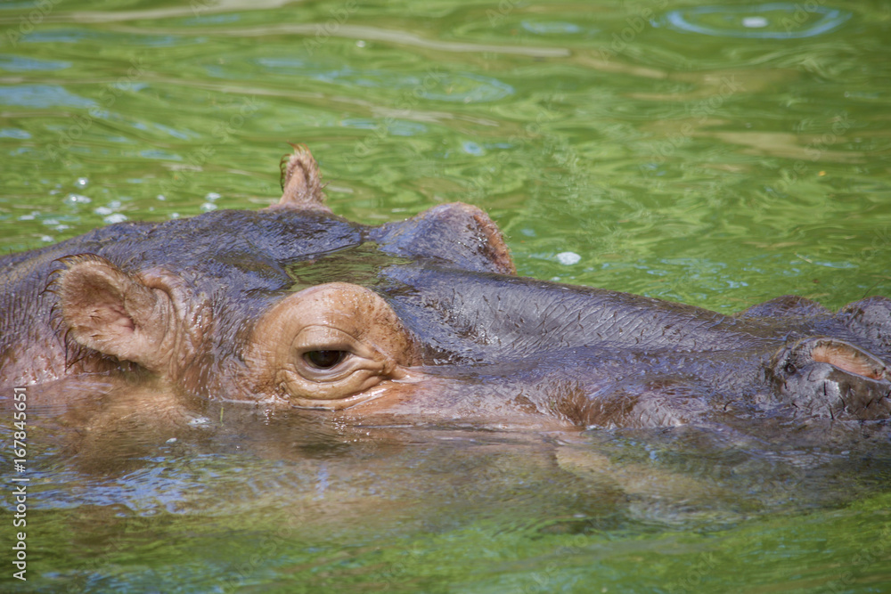 Mr.Hippo Mr.Hippo