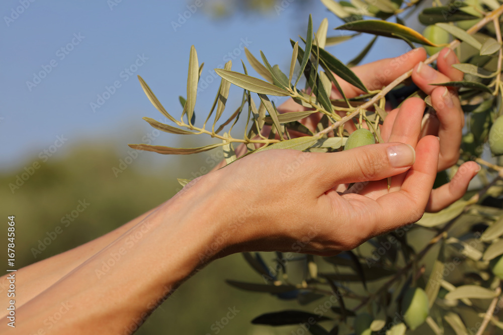 Woman holding bunch of olive tree close up