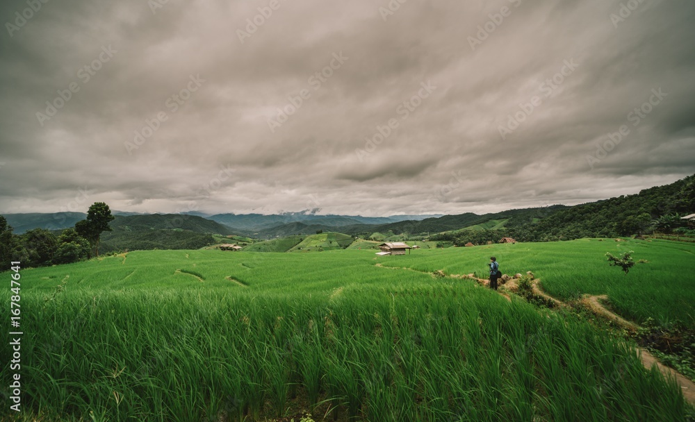 Fototapeta premium Rice terrace in Chiangmai Thailand