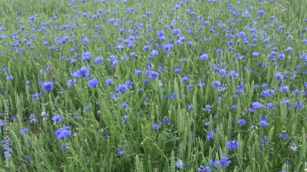 Wind in summer green field with wheat and many cornflowers, nature background Wind in summer green field with wheat and many cornflowers, nature background