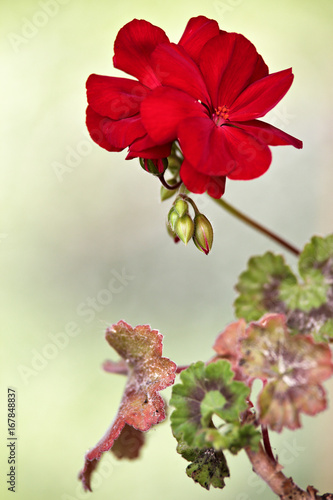Fototapeta Naklejka Na Ścianę i Meble -  Red geranium flower blooms macro on green background