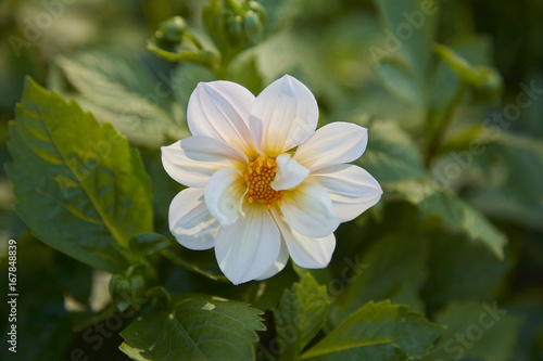 white flower