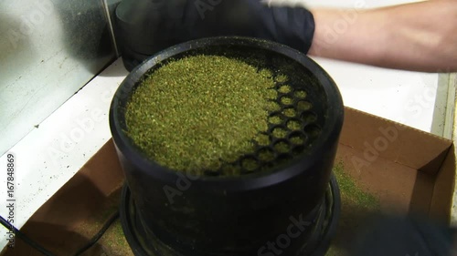 Worker sifts through marijuana kief in facility photo