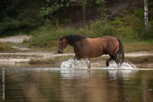 Braunes Pferd in Freiheit am See in der Heide