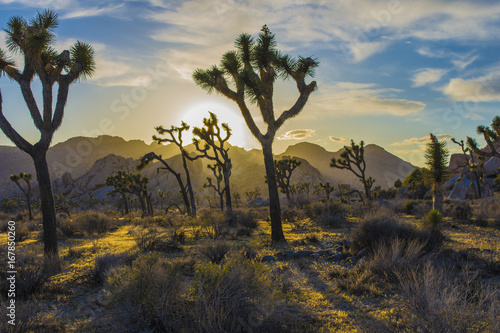 Joshua Tree National Park Sunset in the Desert photo
