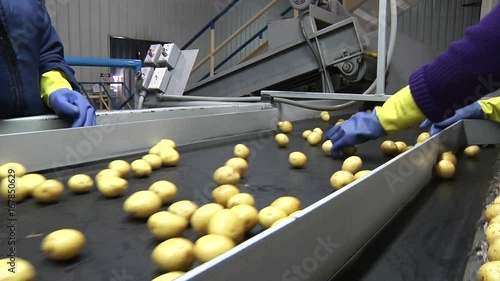 People inspect potatoes on conveyor belt