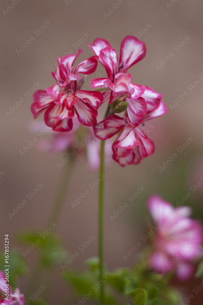 Fototapeta premium Flores